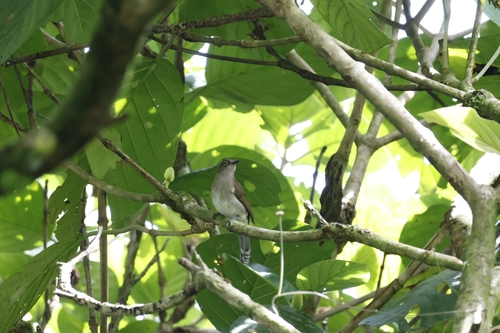 Yellow-wattled Bulbul (Microtarsus urostictus), photo 8