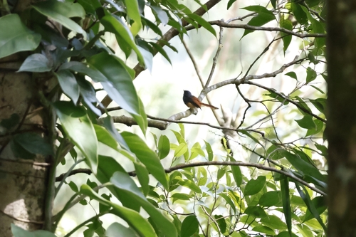 Blue-headed Fantail (Rhipidura cyaniceps), photo 3