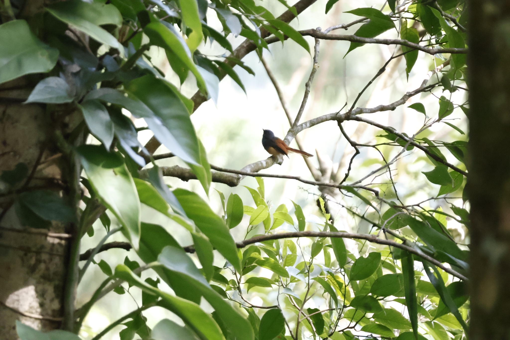 Blue-headed Fantail illustration