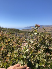 Arctostaphylos cruzensis