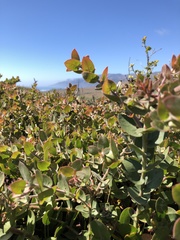 Arctostaphylos cruzensis