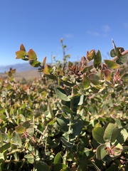 Arctostaphylos cruzensis