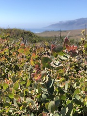 Arctostaphylos cruzensis