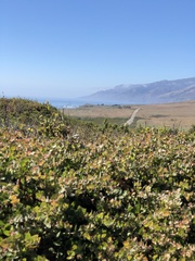 Arctostaphylos cruzensis