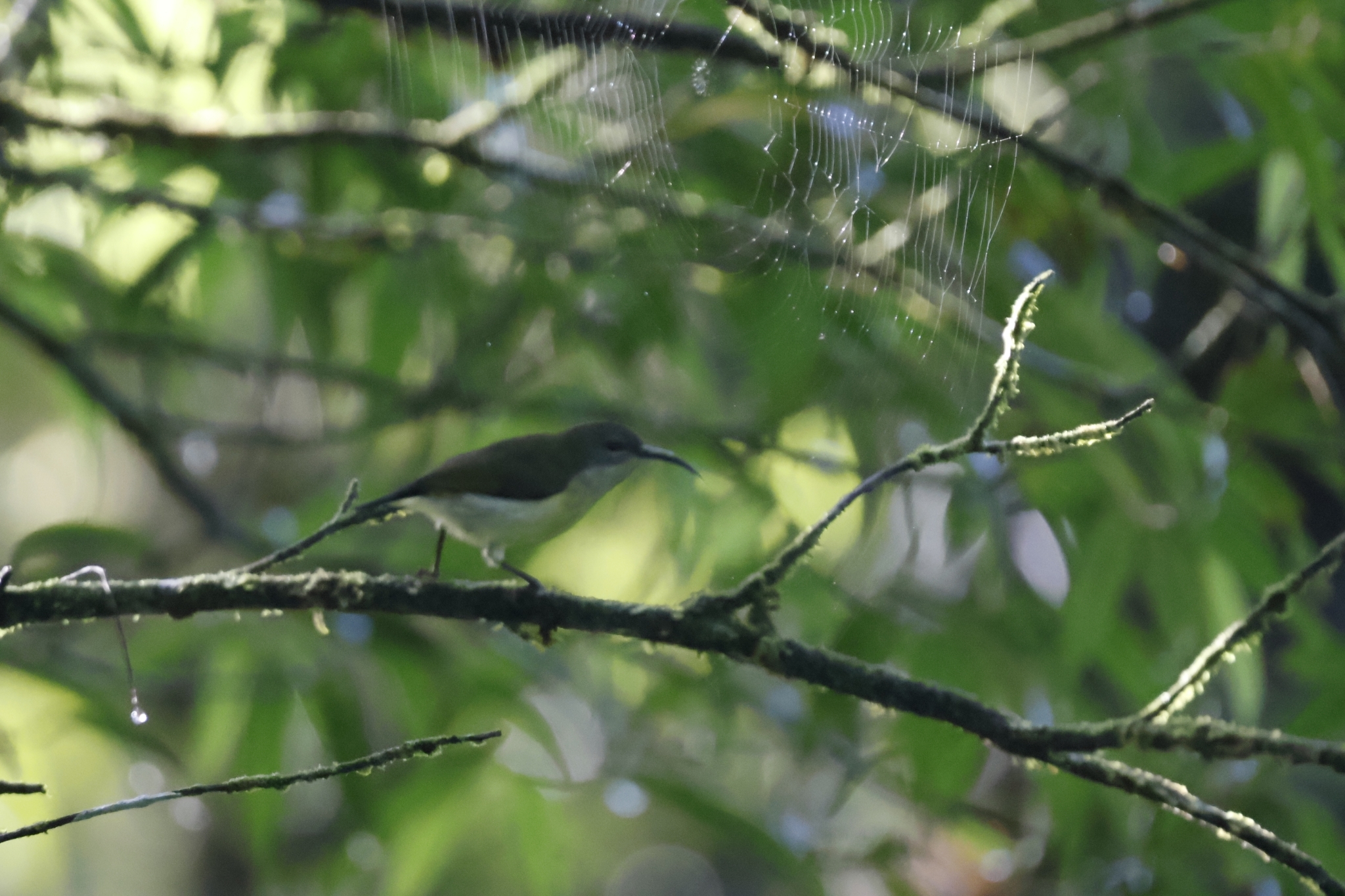 Metallic-winged Sunbird (Aethopyga pulcherrima), photo 1