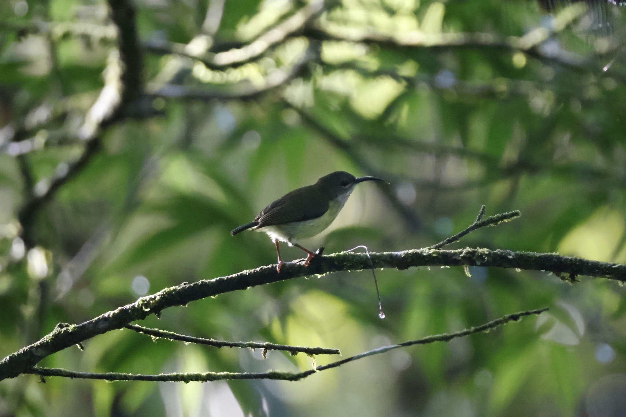 Metallic-winged Sunbird (Aethopyga pulcherrima), photo 2