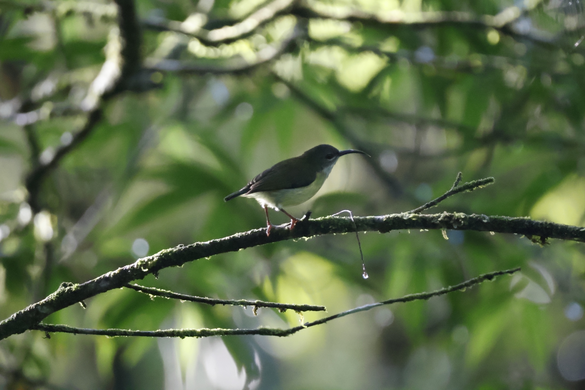 Metallic-winged Sunbird (Aethopyga pulcherrima), photo 4