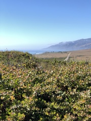 Arctostaphylos cruzensis