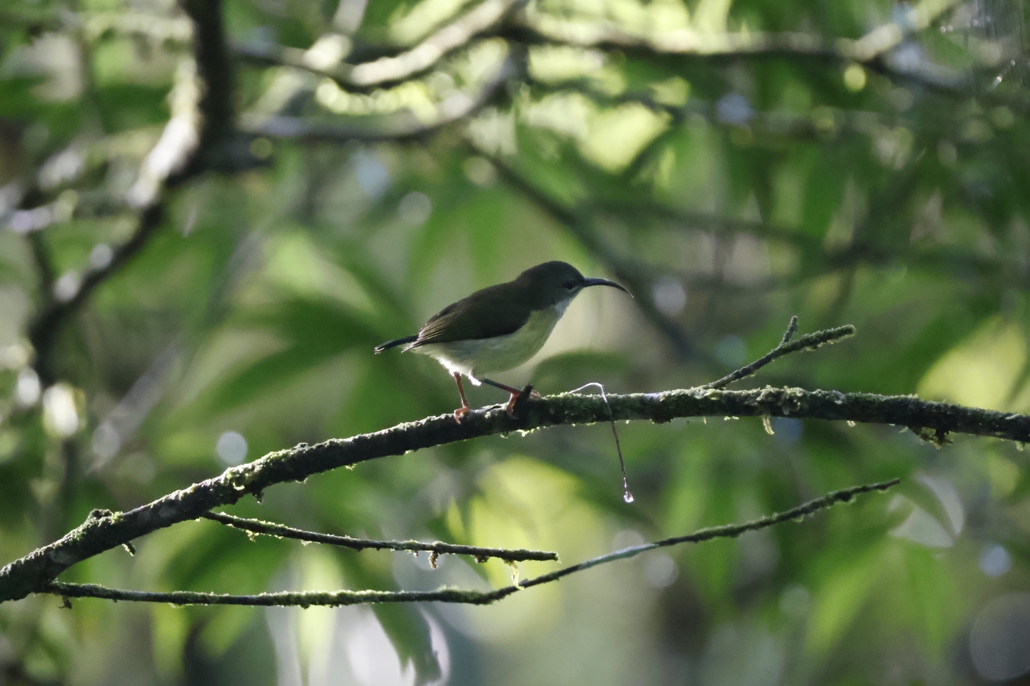 Metallic-winged Sunbird (Aethopyga pulcherrima), photo 5