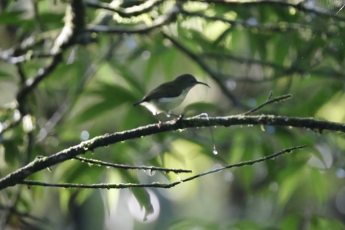 Metallic-winged Sunbird (Aethopyga pulcherrima), photo 6
