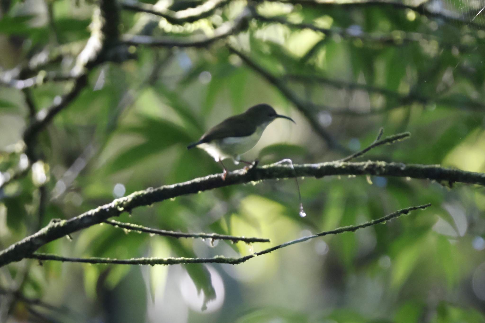 Metallic-winged Sunbird (Aethopyga pulcherrima), photo 6