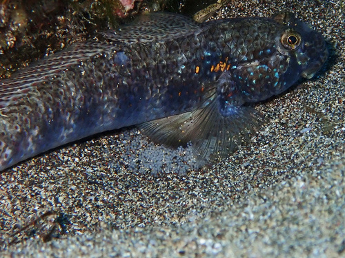 Photo of Goldspot goby (Gnatholepis thompsoni)
