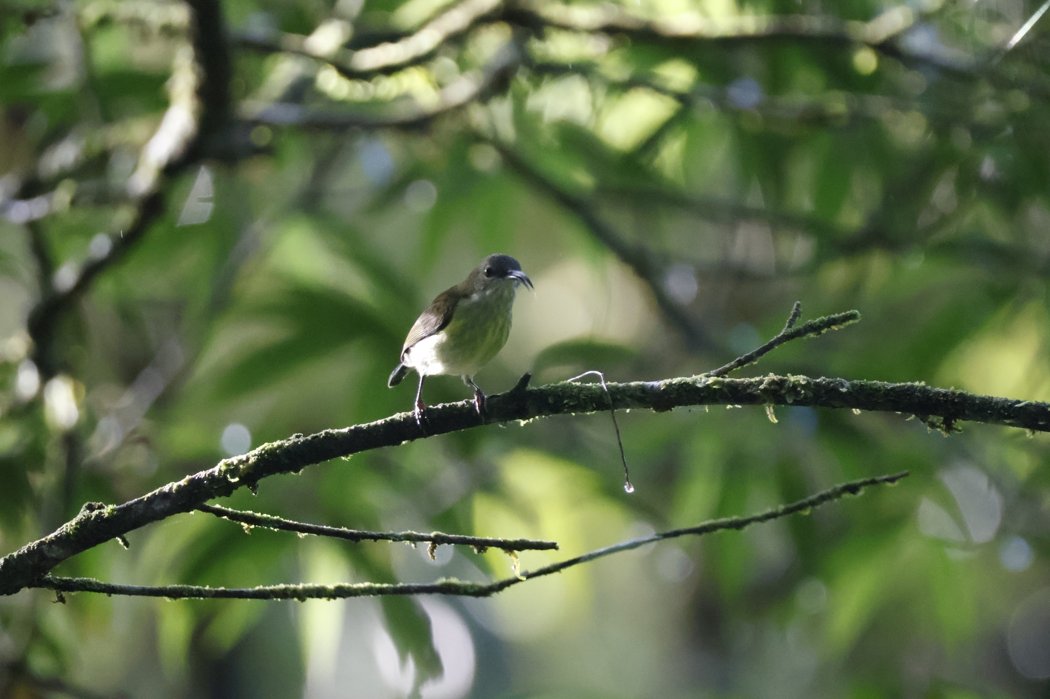 Metallic-winged Sunbird (Aethopyga pulcherrima), photo 7