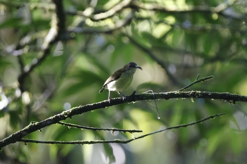 Metallic-winged Sunbird (Aethopyga pulcherrima), photo 8