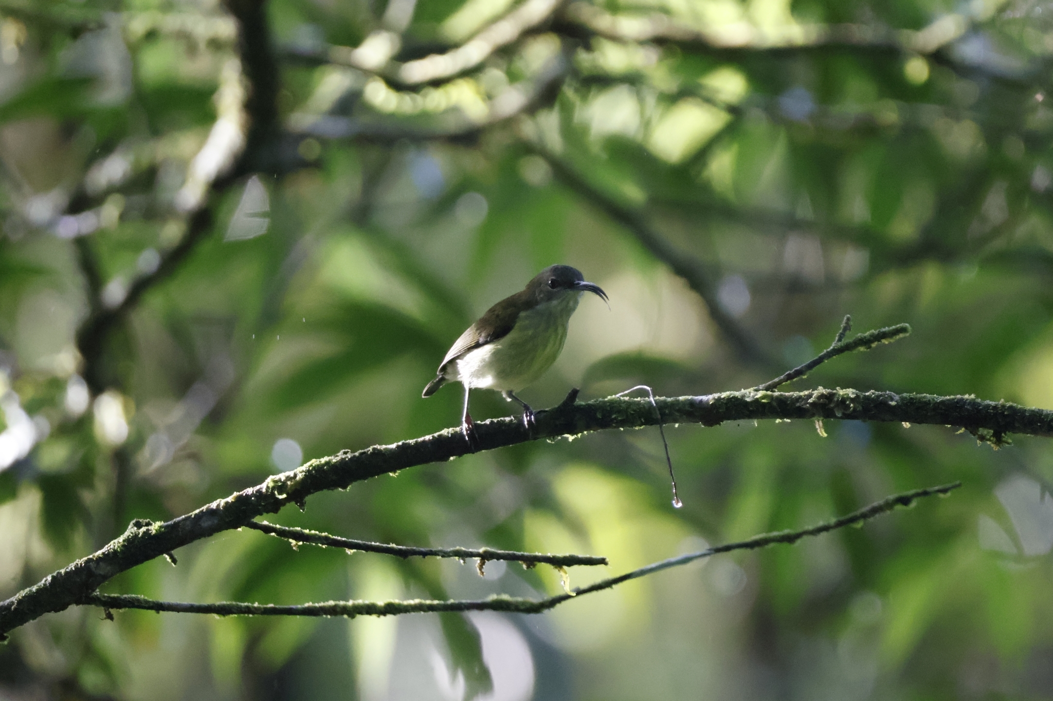 Metallic-winged Sunbird (Aethopyga pulcherrima), photo 8