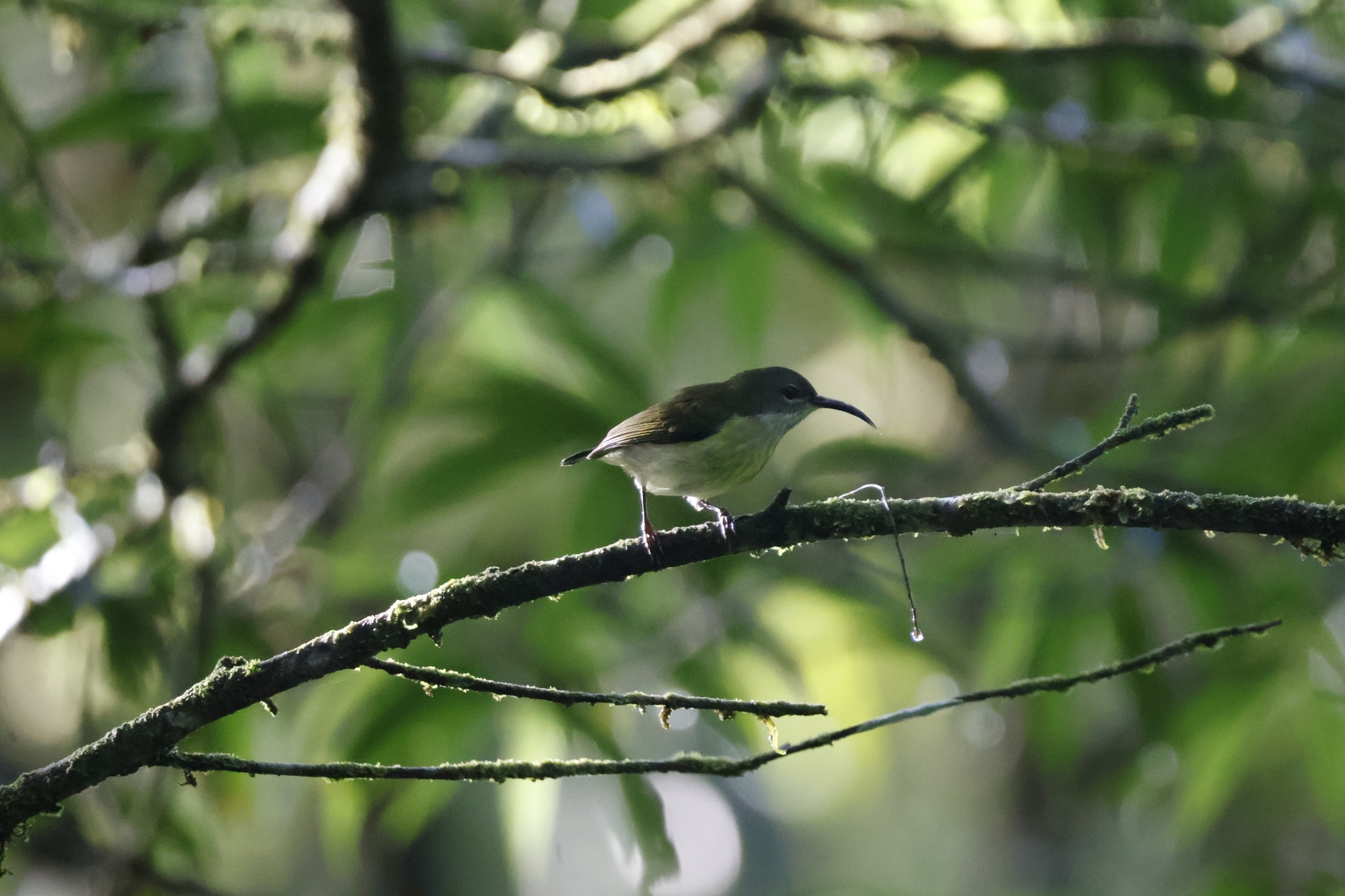 Metallic-winged Sunbird (Aethopyga pulcherrima), photo 9