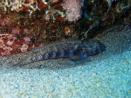 Photo of Goldspot goby (Gnatholepis thompsoni)