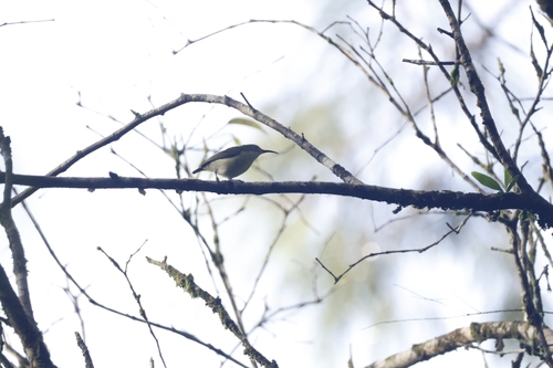 Metallic-winged Sunbird (Aethopyga pulcherrima), photo 10