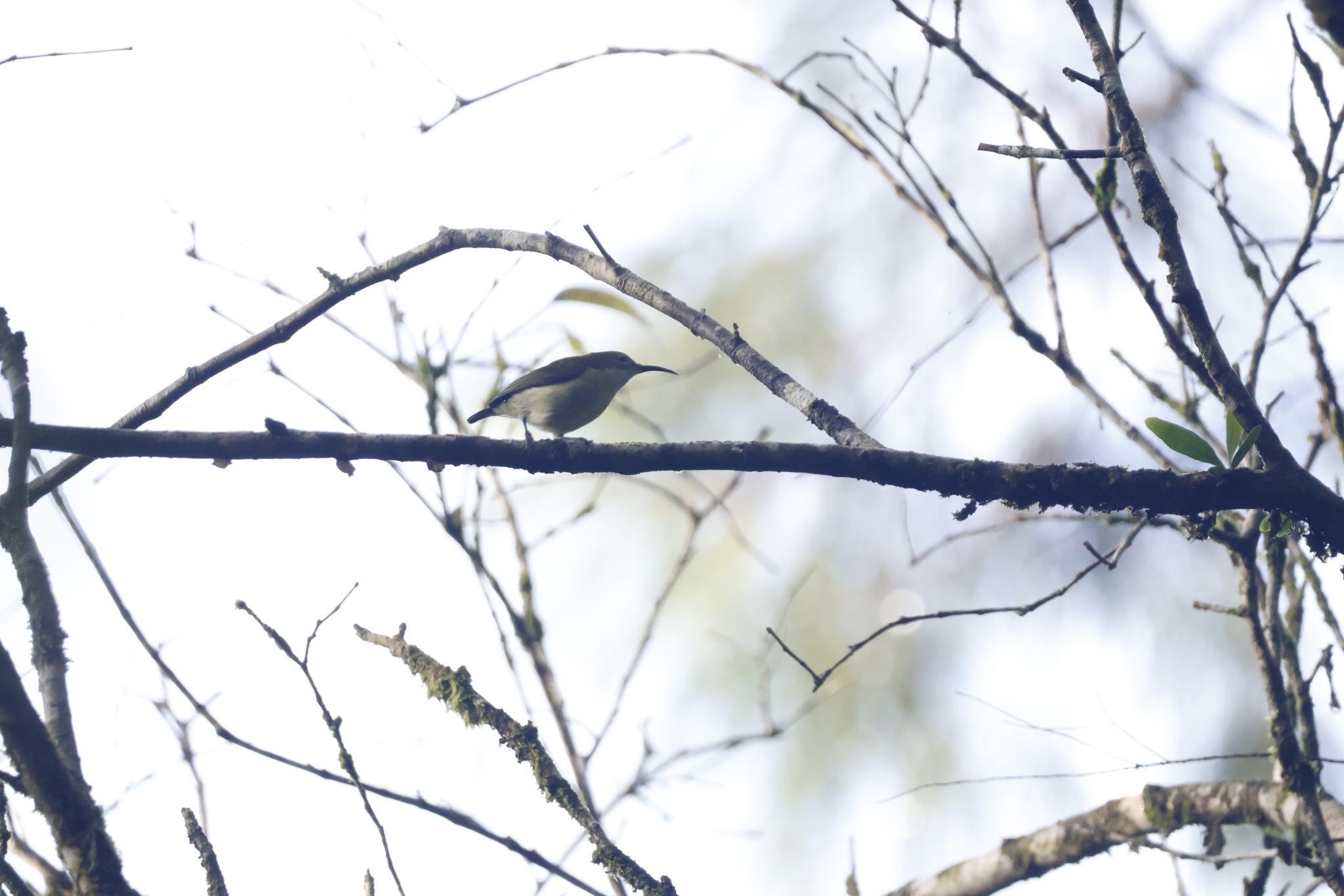 Metallic-winged Sunbird (Aethopyga pulcherrima), photo 10