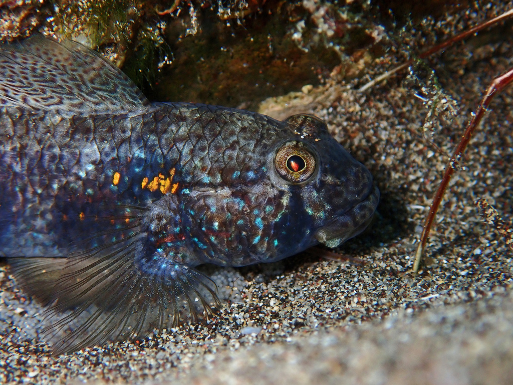 Photo of Goldspot goby (Gnatholepis thompsoni)