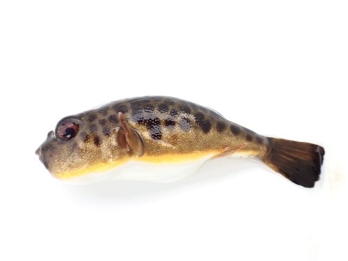 Panther puffer (Takifugu pardalis) — Tetraodontidae