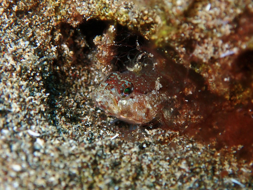 Canary goby (Vanneaugobius canariensis) — Gobiidae — 3