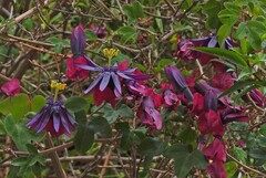author not stated, no rights reserved Passiflora umbilicata, photograph author not stated, no rights reserved