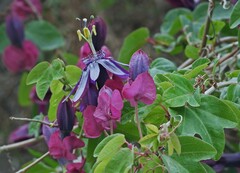 author not stated, no rights reserved Passiflora umbilicata, photograph author not stated, no rights reserved