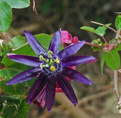 author not stated, no rights reserved Passiflora umbilicata, photograph author not stated, no rights reserved