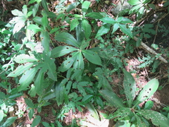 Chamaecostus cuspidatus