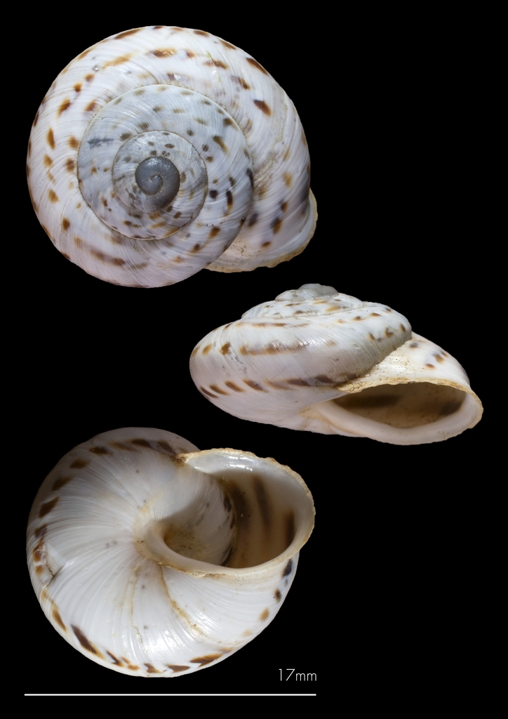 Marmorana saxetana