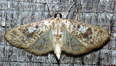 Palpita freemanalis