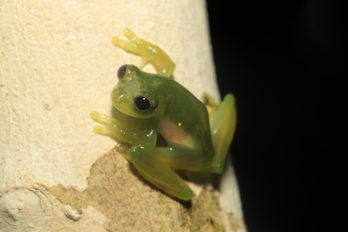 Midas' Glassfrog, Teratohyla midas