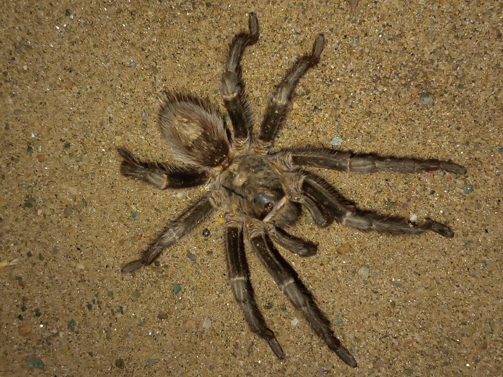 Grammostola diminuta