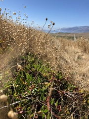 Arctostaphylos hookeri hearstiorum