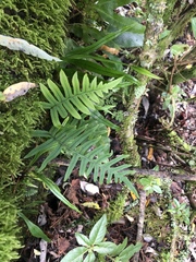 Polypodiodes amoena