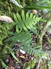 Polypodiodes amoena
