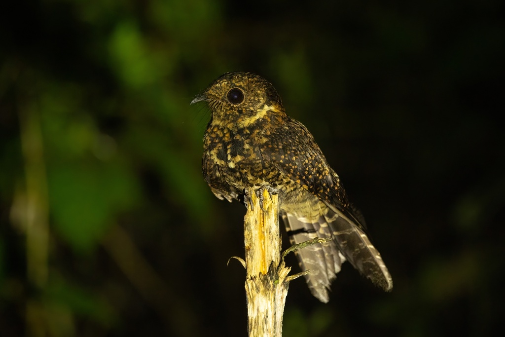 Swallow-tailed Nightjar