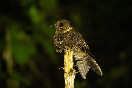 Swallow-tailed Nightjar