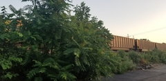Ailanthus altissima