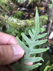 Polypodiodes amoena
