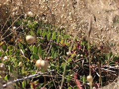 Arctostaphylos hookeri hearstiorum