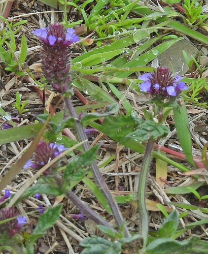Image of Verbena hispida by no rights reserved