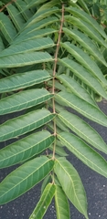Ailanthus altissima