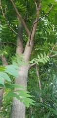 Ailanthus altissima