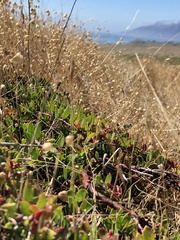 Arctostaphylos hookeri hearstiorum
