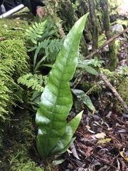 Leptochilus hemionitideus