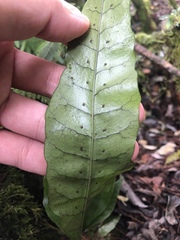 Leptochilus hemionitideus