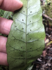 Leptochilus hemionitideus