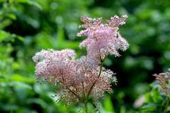 Filipendula